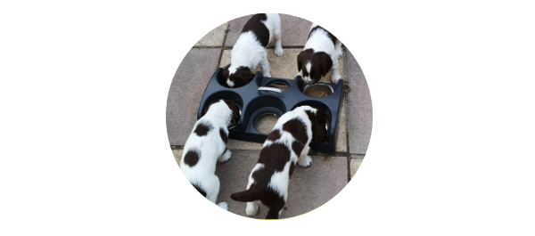 Gwerthonor Gundogs & Natcarw Gundogs.
