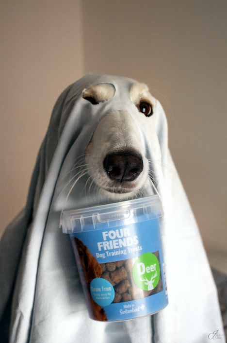 Can Dogs See Ghosts?