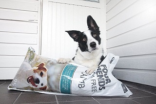 Is copper sulphate dangerous to my dogs/cats health?