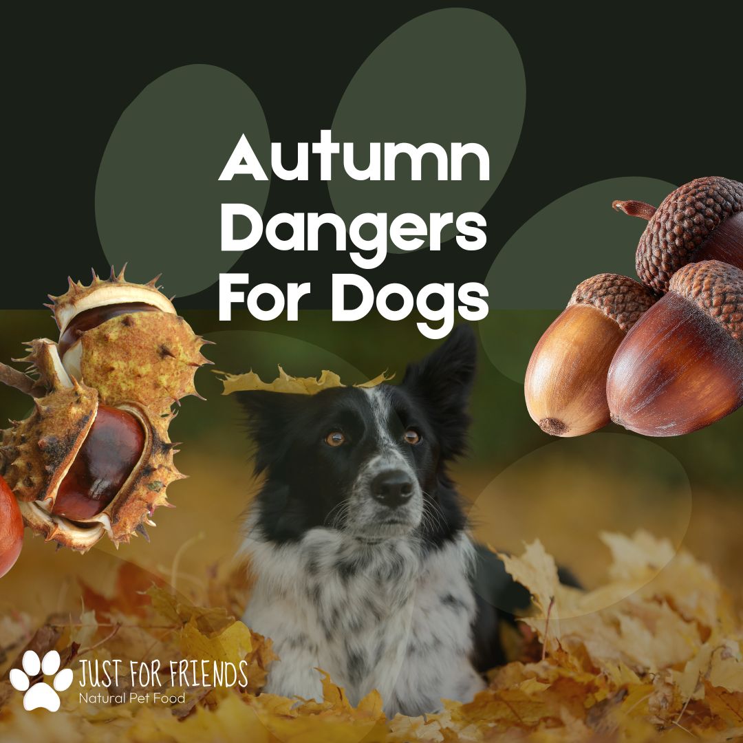 Autumn Dangers for Dogs: Conkers, Acorns & Fungi 