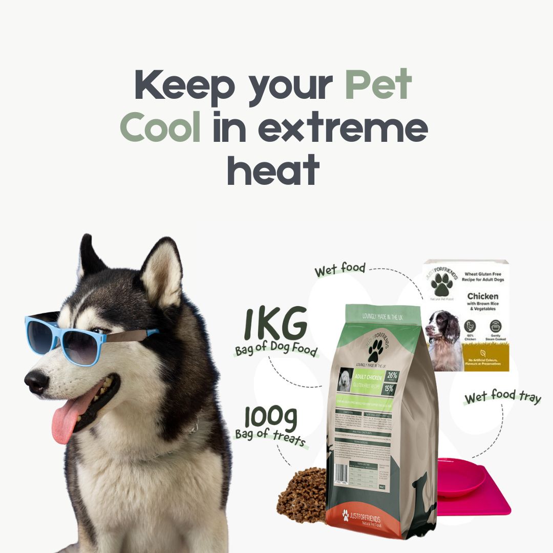 How to Keep Your Dog and Cat Safe in Extreme Heat: A UK Heatwave Survival Guide