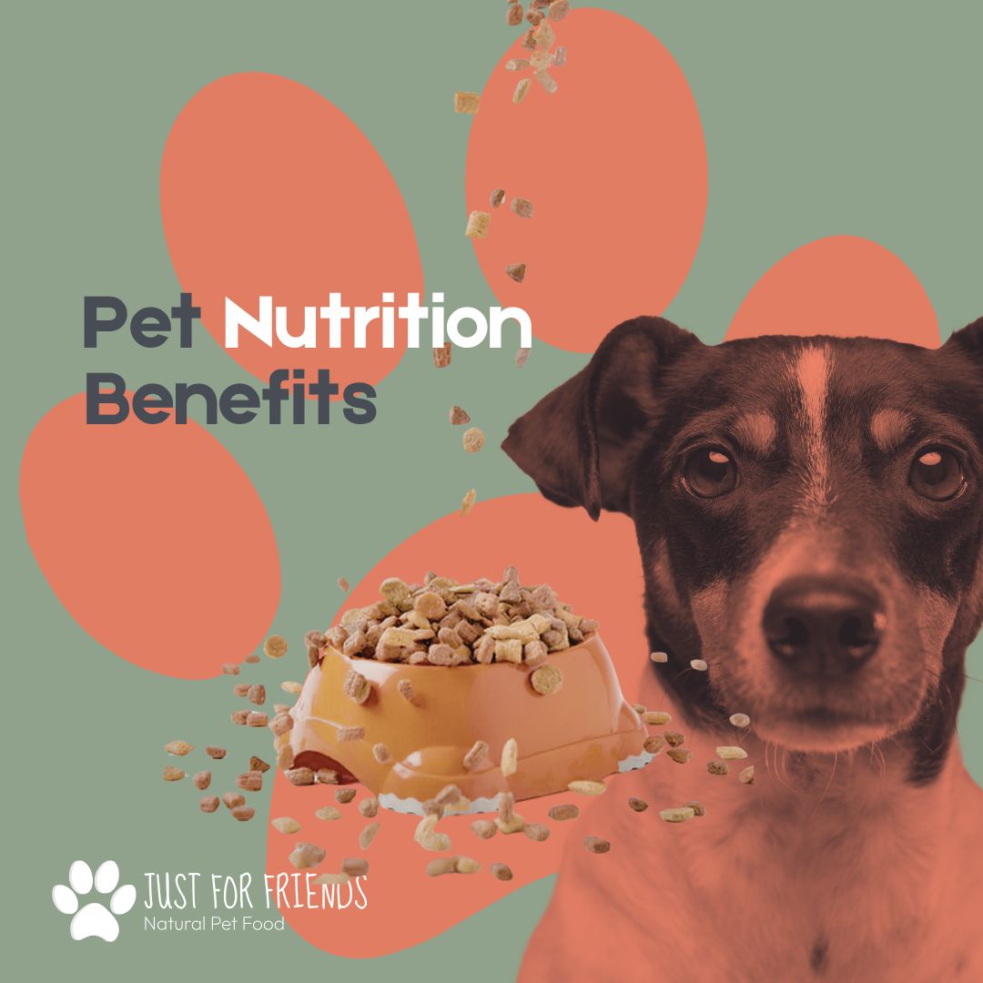 Fueling Your Pet: The Power of Premium Nutrition