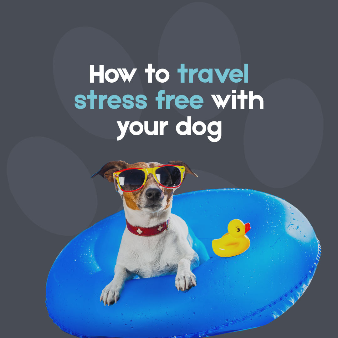 Travelling With Your Dog | Stress-Free Holiday Guide
