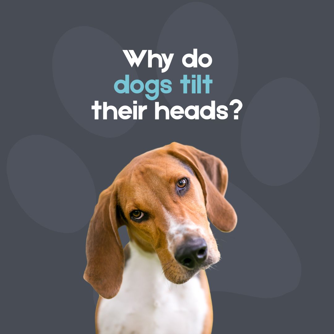 Why Do Dogs Tilt Their Heads? Understanding Canine Communication