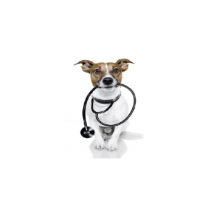 Feed Premium Quality Pet Foods Rather Than Prescription Diets