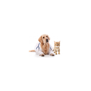 Cases of Diabetes in Cats and Dogs has risen over 900%