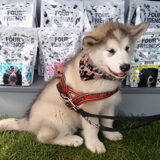 Feeding Your Puppy A High Meat Content Food