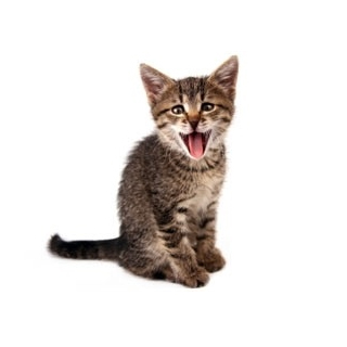 Feeding Your New Kitten