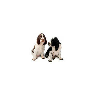 Feeding Your New Puppy – Canine Nutrition