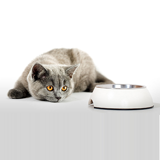 Feeding Your Fussy Eating Cat