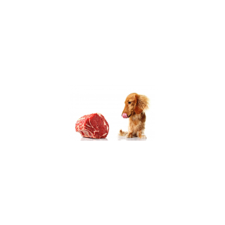Digestibility of Protein in High Quality Dog Food