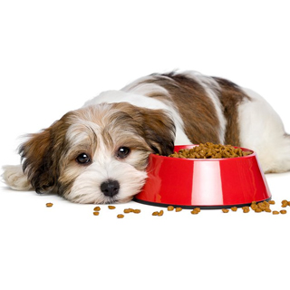 Feeding Your Fussy Dog