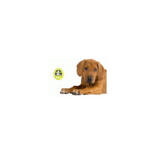 Five Reasons Why You Should Feed Your Dog FourFriends