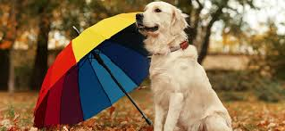 Can dogs see colour? 