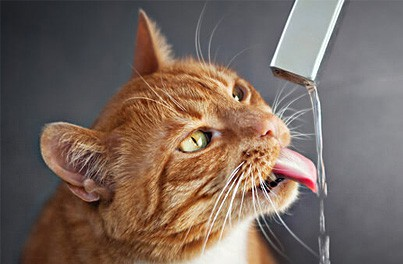 The Most Essential Nutrient is?