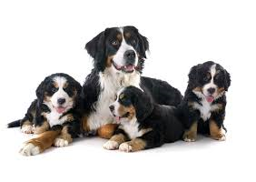 Anyone love large dogs………? 