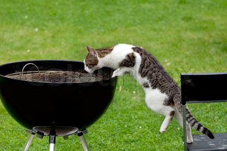 Summer Hazards For Your Pets