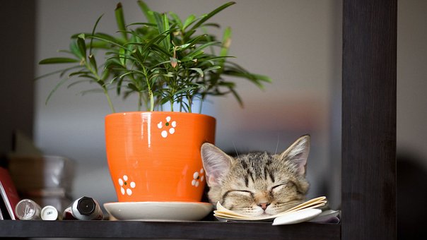 Cat Behaviours Explained  