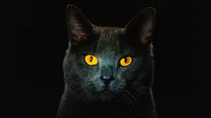 Whats True Regarding Cat Behaviour & Characters?