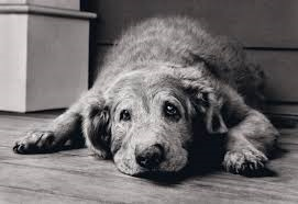 Improved Nutrition Leads To Pets Living Longer