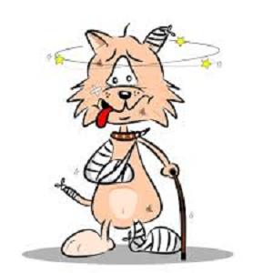 Arthritis in Cats