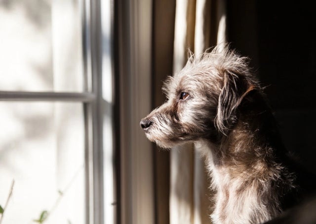 You are back at work. What does your pet do now?