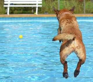 Exercising Your Dog In Summer