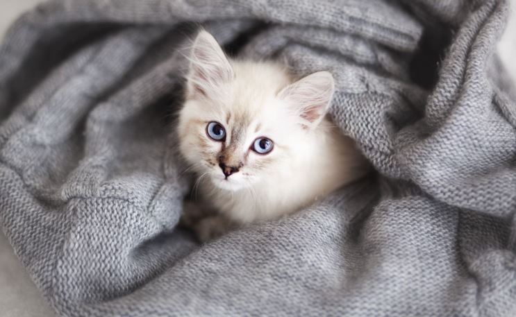 Proper Kitten Nutrition Ensures a Healthy Start