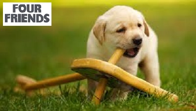 Who Has a Naughty Puppy?
