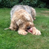 Myths Surrounding Pet Food