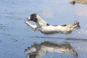 The Power of Fat and The Working Dog