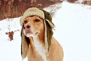 Dog Winter Survival Guide
