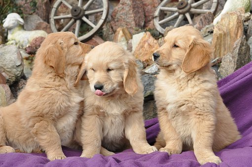 Ever wondered which breeds are considered good to have as a first time dog owner?
