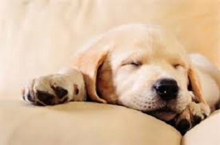 Why Do Dogs Sleep So Much?