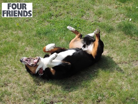 Why do dogs roll in smelly things – especially Fox Poo?