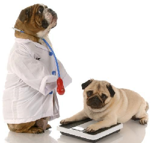 The Overweight Dog