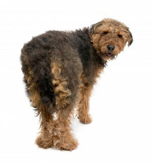 Flatulence in Dogs