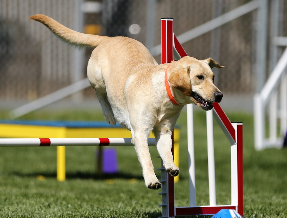 Fun Ways To Exercise Your Dog