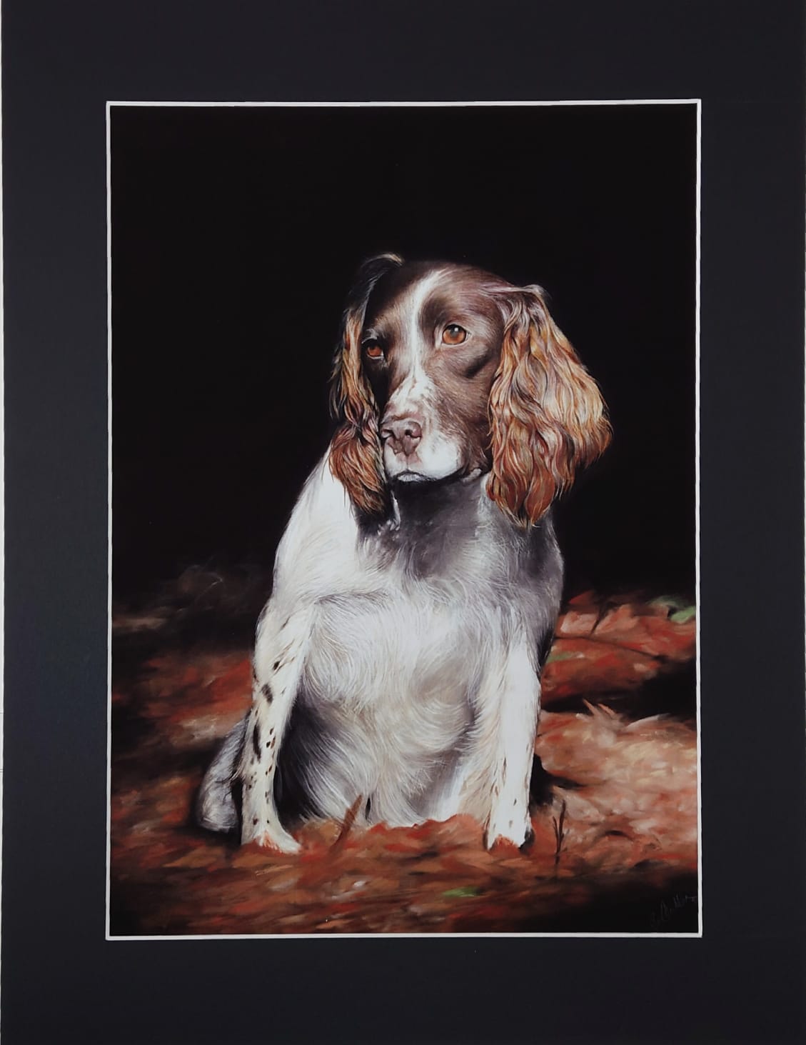 The Working English Springer Spaniel