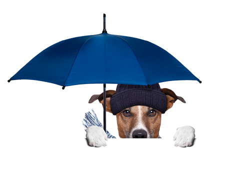 Have You Ever Noticed How Dogs Act in Certain Weather?