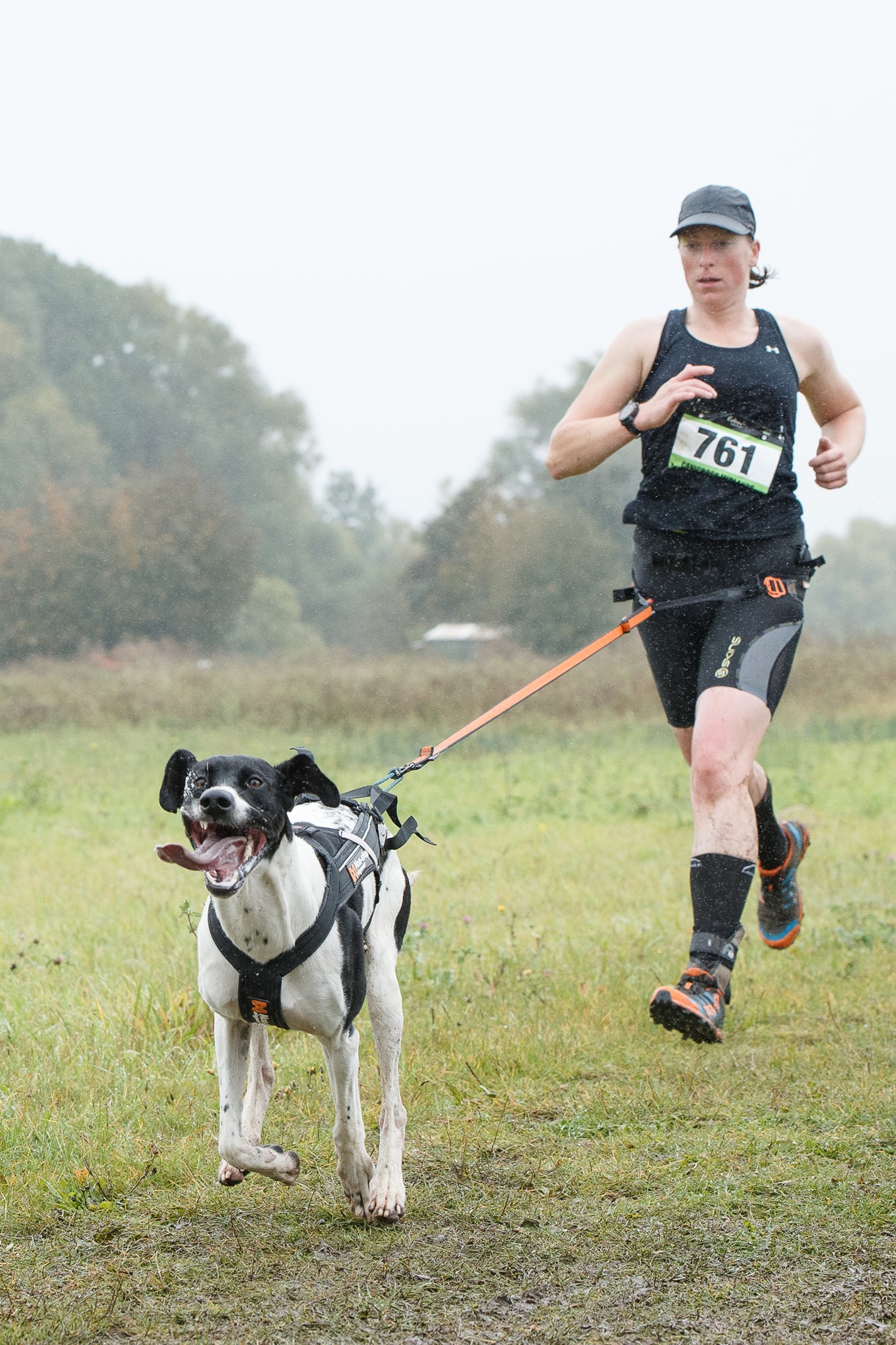 We look at the correct nutritional foods for the working dog.