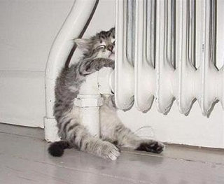 Cat Winter Survival Guide