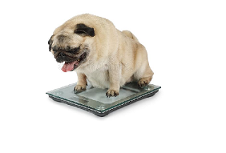 What is the best way for your dog to lose weight?