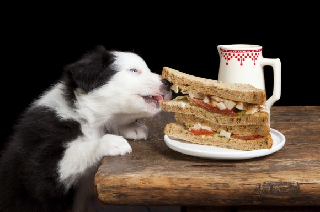 Curbing That Work Surface Stealing Dog