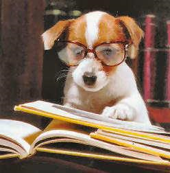 What is True and What Isn't About Your Dog?