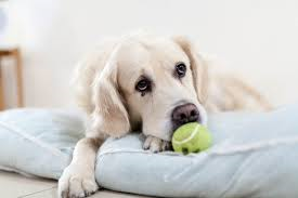 How do you know if your dog has a sensitive stomach?
