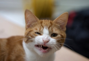 Three Amazing Cat Facts