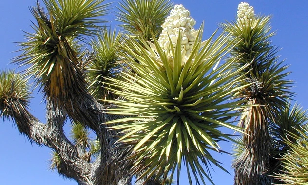 Why do we add Yucca Schidigera in FourFriends?