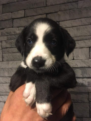 a-new-fourfriends-puppy-supporter.png