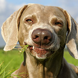 dog-eating-grass.png